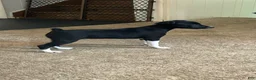 Rat Terrier dogs for sale: Abe - Ad 13