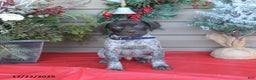 German Shorthaired Pointer dogs for sale: Leo - Ad 2