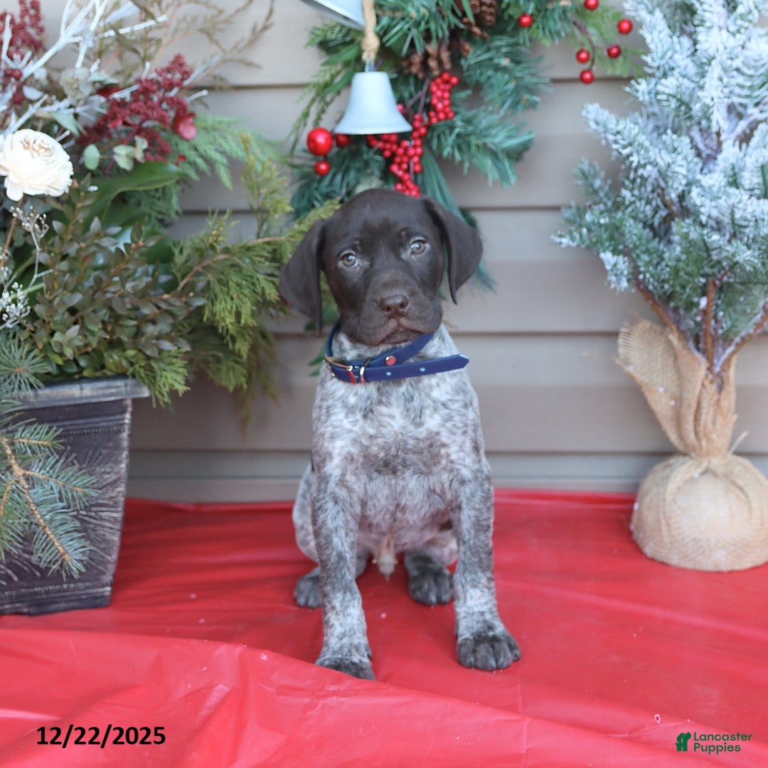 German Shorthaired Pointer dogs for sale: Leo - Ad 2