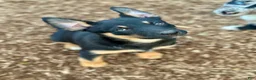 Australian Kelpie dogs for sale: Australian Kelpie 1/4 Mcnab Border Collie - Ad 2