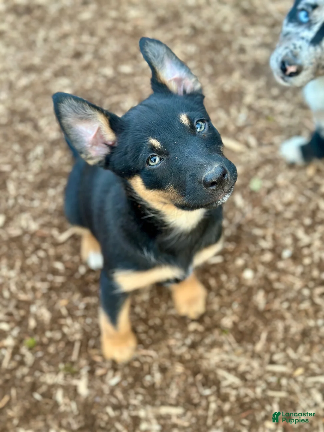 Australian Kelpie dogs for sale: Australian Kelpie 1/4 Mcnab Border Collie - Ad 2