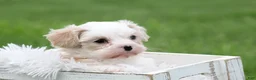 Mixed Breed dogs for sale: Mixed Breed Puppy 1 - Ad 16