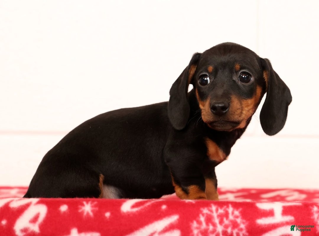 Miniature Dachshund dogs for sale: Harvey - Ad 3