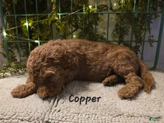 Goldendoodle dogs Goldendoodle Puppy 7 - Ad 40