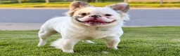 French Bulldog dogs for sale: Blue - Ad 3