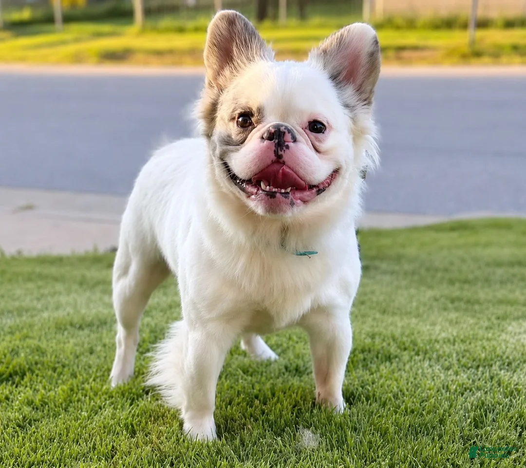 French Bulldog dogs for sale: Blue - Ad 3