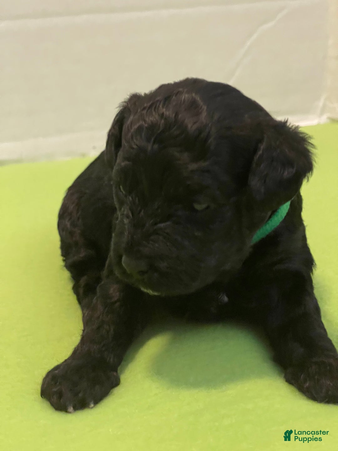 Goldendoodle dogs for sale: Goldendoodle Puppy 4 - Ad 1