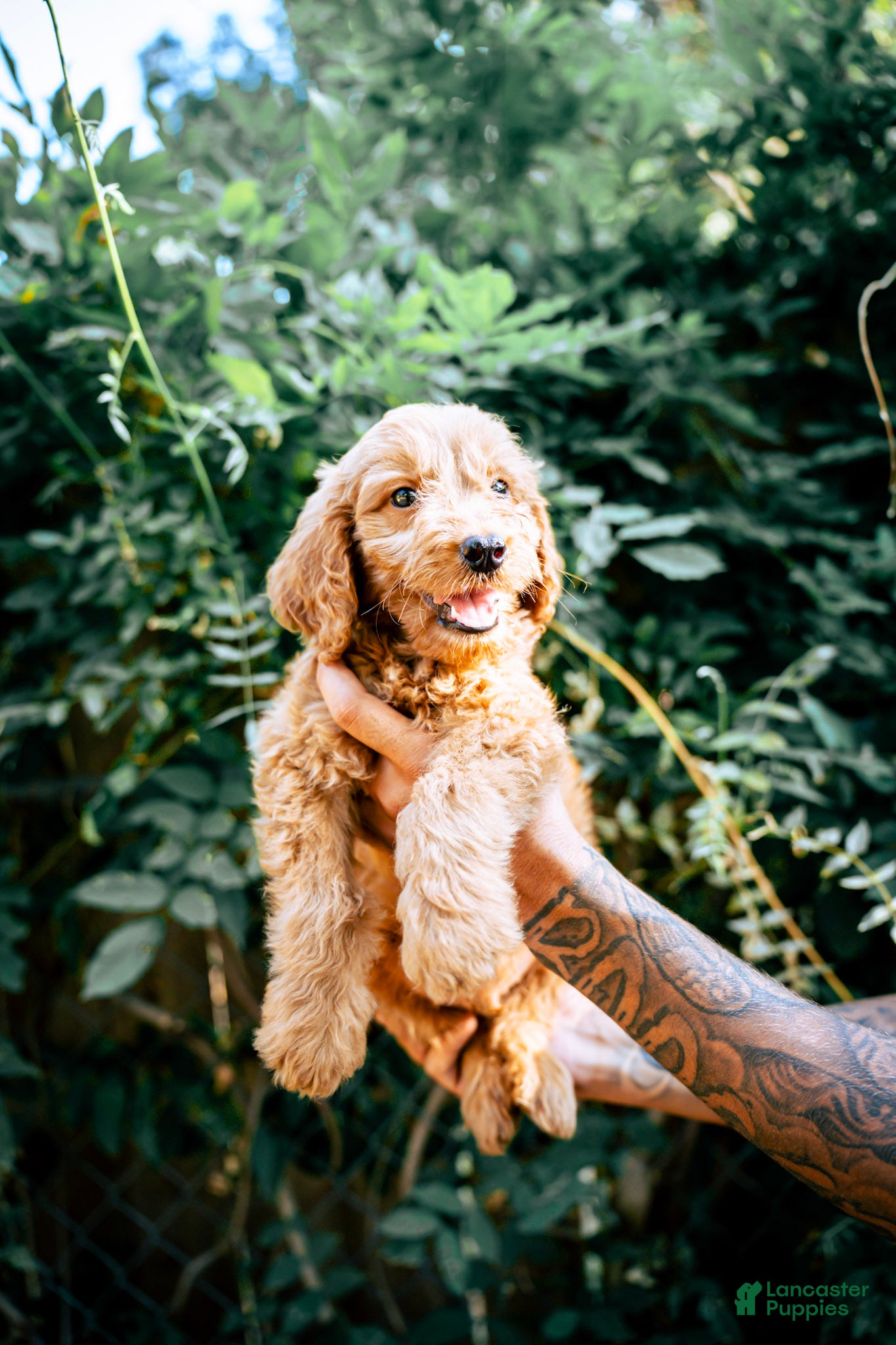 Goldendoodle dogs Teddy - Ad 7