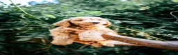 Goldendoodle dogs for sale: Teddy - Ad 1