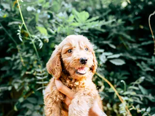 Goldendoodle dogs Teddy - Ad 7