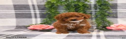 Cockapoo dogs for sale: Kirsten - Ad 4