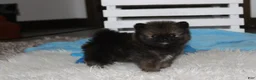 Pomeranian dogs for sale: Buttons  - Ad 6