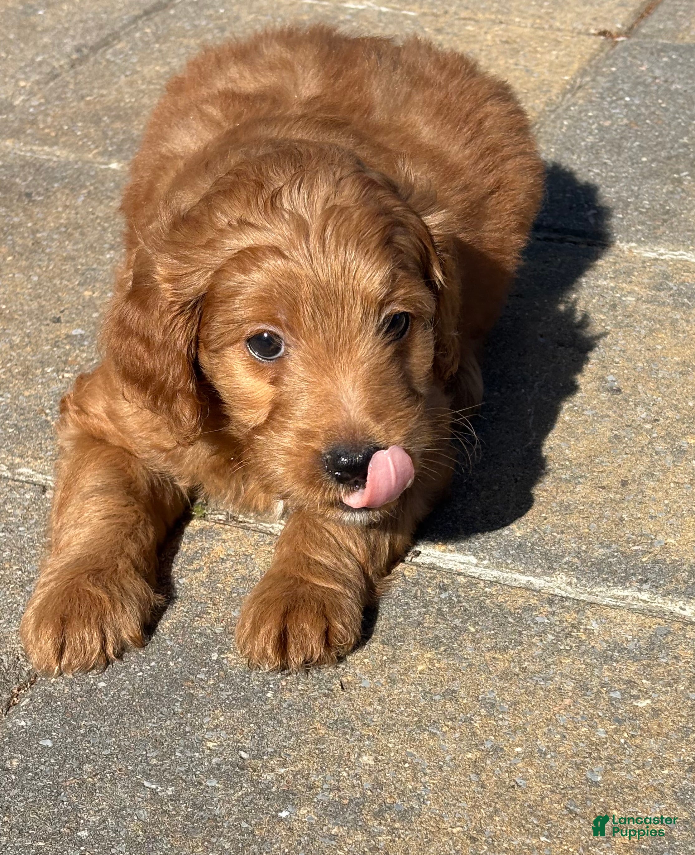 Mini Goldendoodle dogs Ruby  - Ad 2