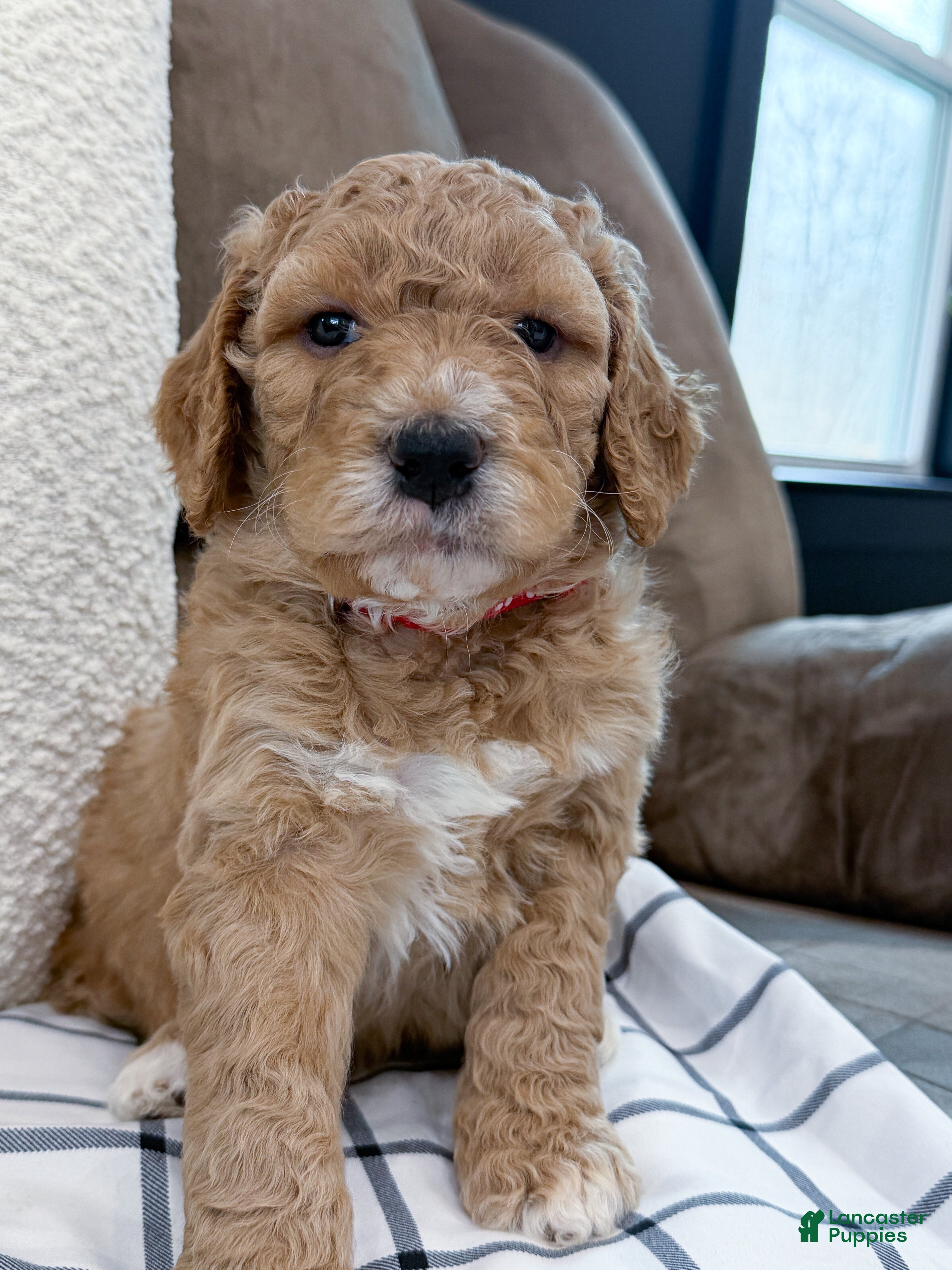 Goldendoodle dogs Raleigh - Ad 2