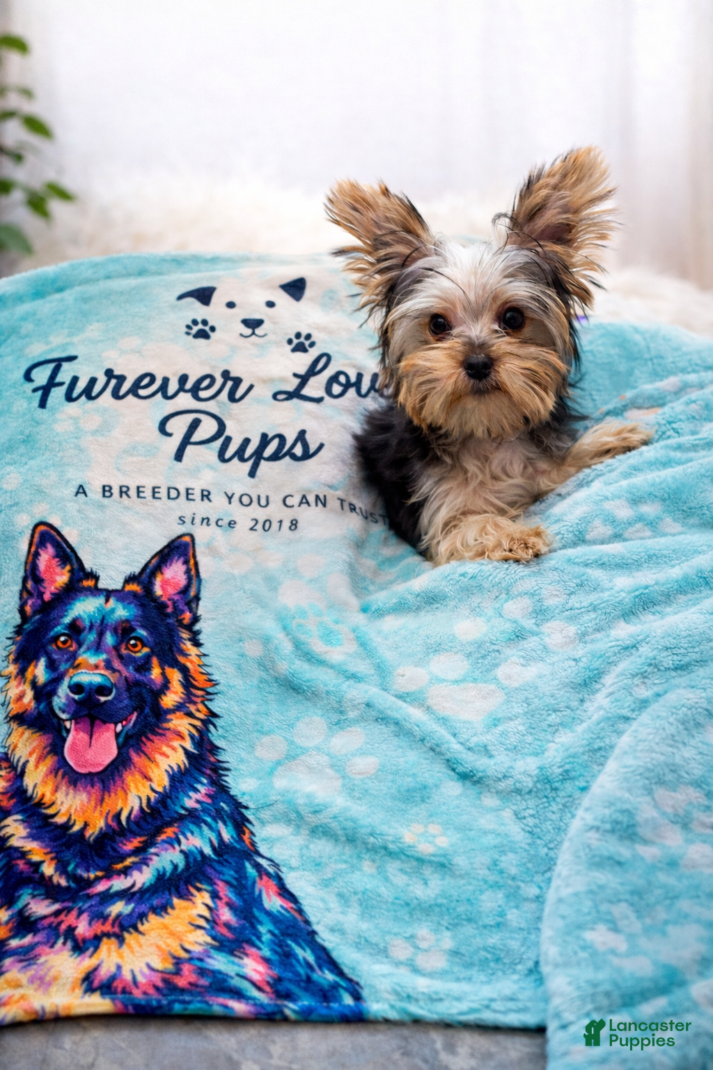 Yorkshire Terrier dogs 🐾Tiny teacup Flynn🐾 - Ad 14