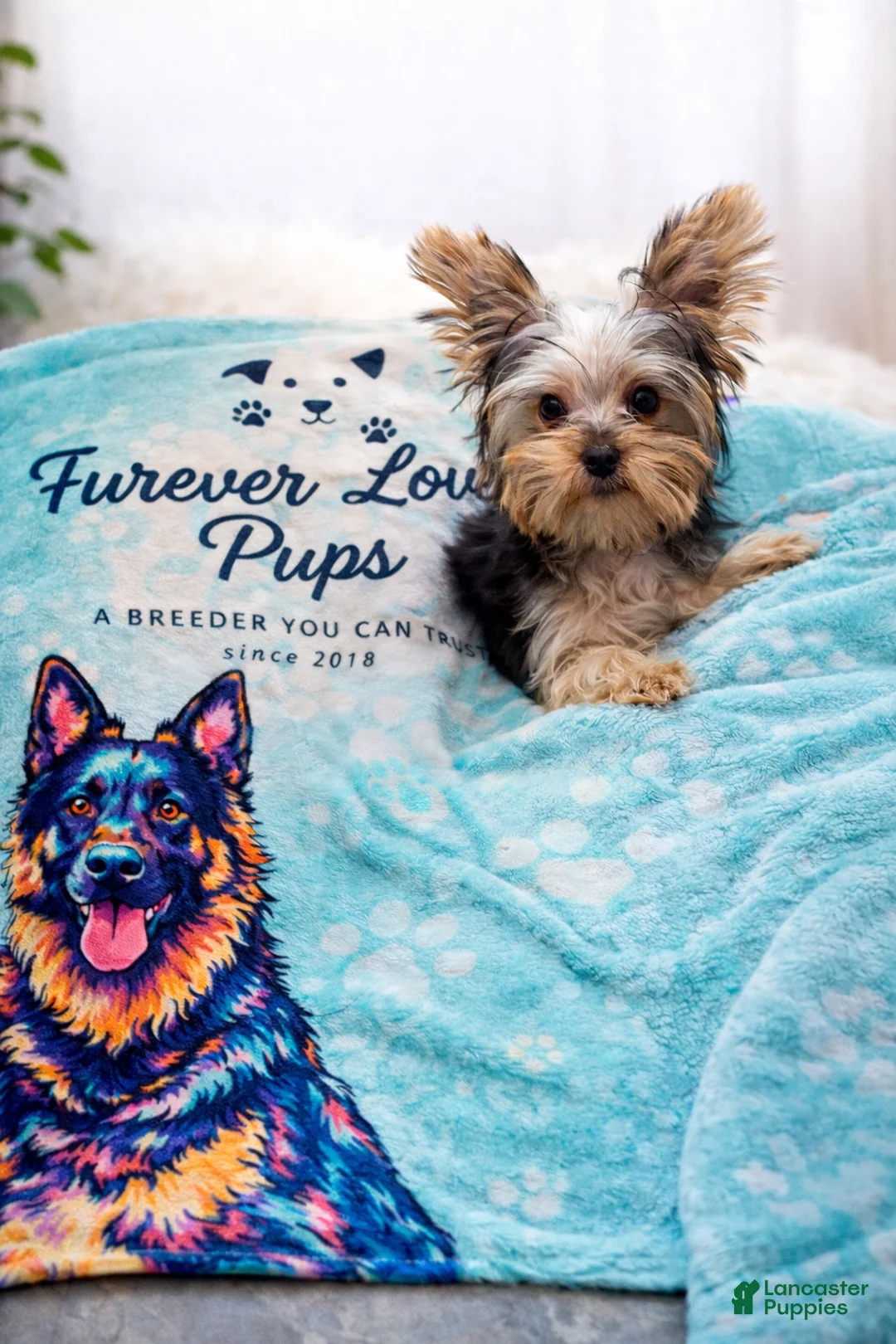 Yorkshire Terrier dogs for sale: 🐾Tiny teacup Flynn🐾 - Ad 8