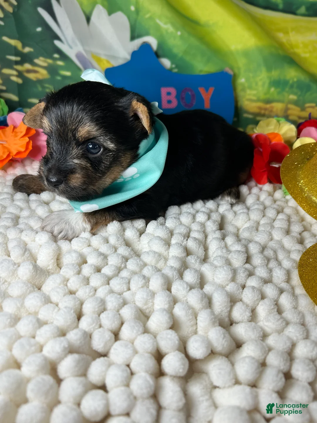 Yorkshire Terrier dogs for sale: Yorkshire Terrier Puppy 1 - Ad 1