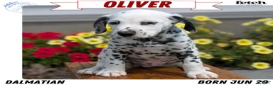 Oliver