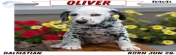 Dalmatian dogs for sale: Oliver - Ad 1