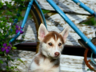 Gerberian Shepsky dogs - Ad 30