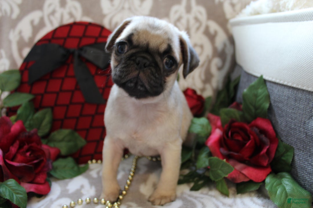 Pug dogs for sale: Clint - Ad 6