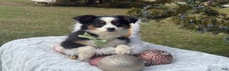 Miniature Australian Shepherd dogs for sale: Tango - Ad 4