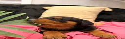Rottweiler dogs for sale: Rottweiler Puppy 1 - Ad 7