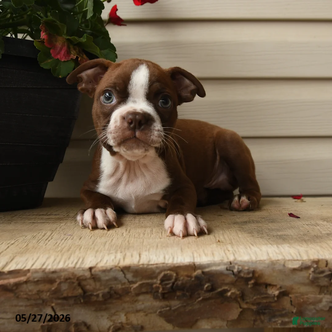 Boston Terrier dogs for sale: Dakota - Ad 2