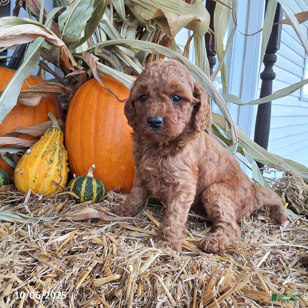 Cavapoo dogs for sale: Autumn - Ad 4