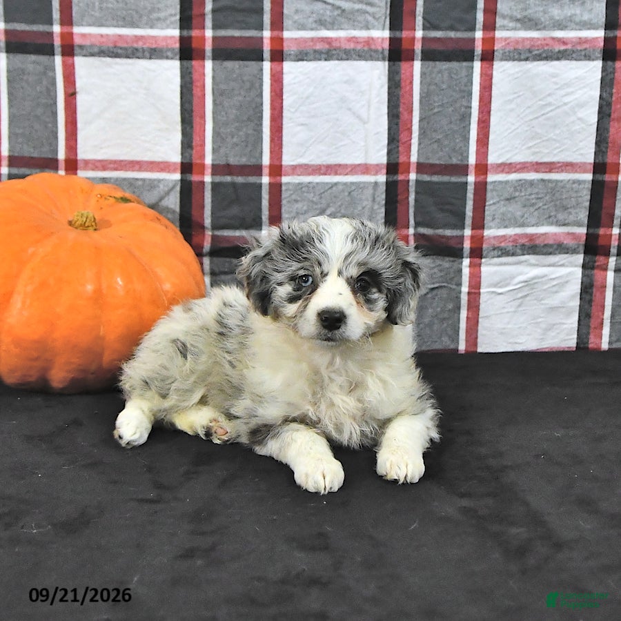 Mini Aussiedoodle dogs Della - Ad 2