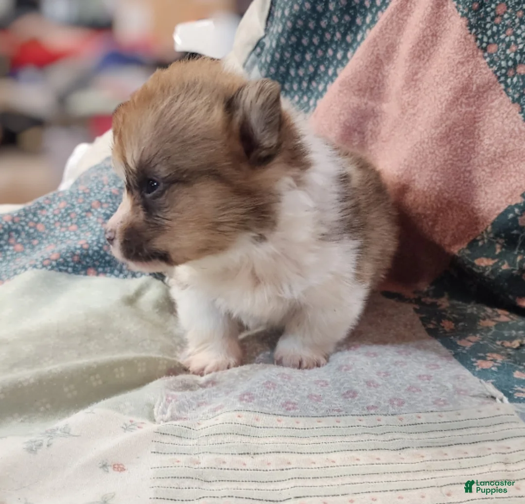 Welsh Corgi Pembroke dogs for sale: Teddy Bear Face Corgi Boy - Ad 2
