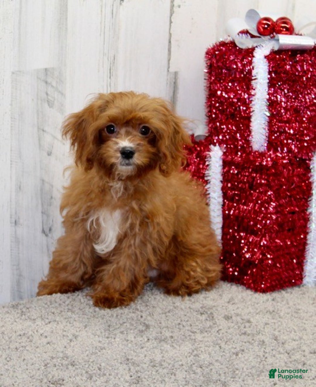 Cavapoo dogs for sale: Parker - Ad 4
