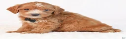 Mini Goldendoodle dogs for sale: Kipper - Ad 4