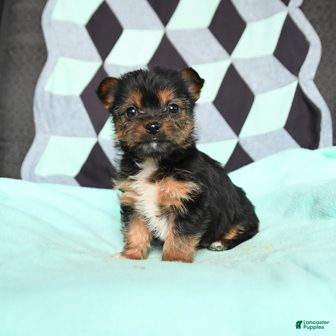Yorkshire Terrier dogs for sale: Vivian - Ad 1