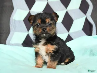 Yorkshire Terrier dogs for sale: Vivian - Ad 2