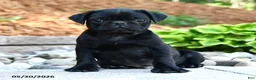 Pug dogs for sale: Jack  - Ad 3