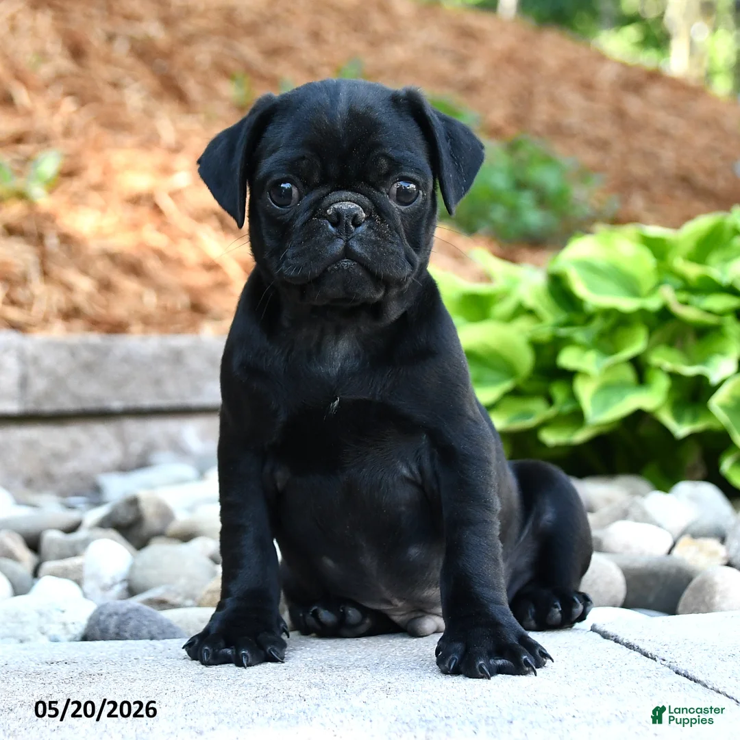 Pug dogs for sale: Jack  - Ad 3