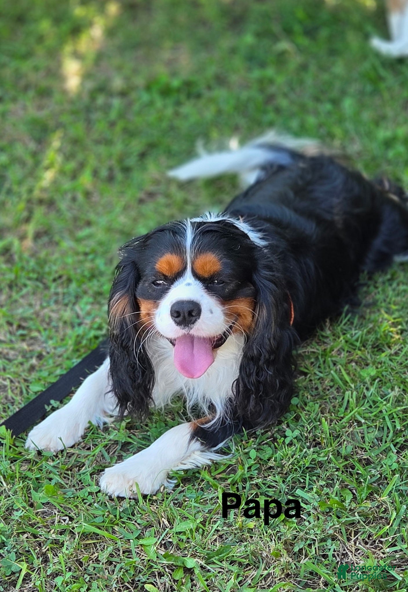 Cavalier King Charles Spaniel dogs STUD  Jack - Ad 5