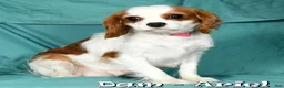 Cavalier King Charles Spaniel dogs for sale: Olivia - Ad 10