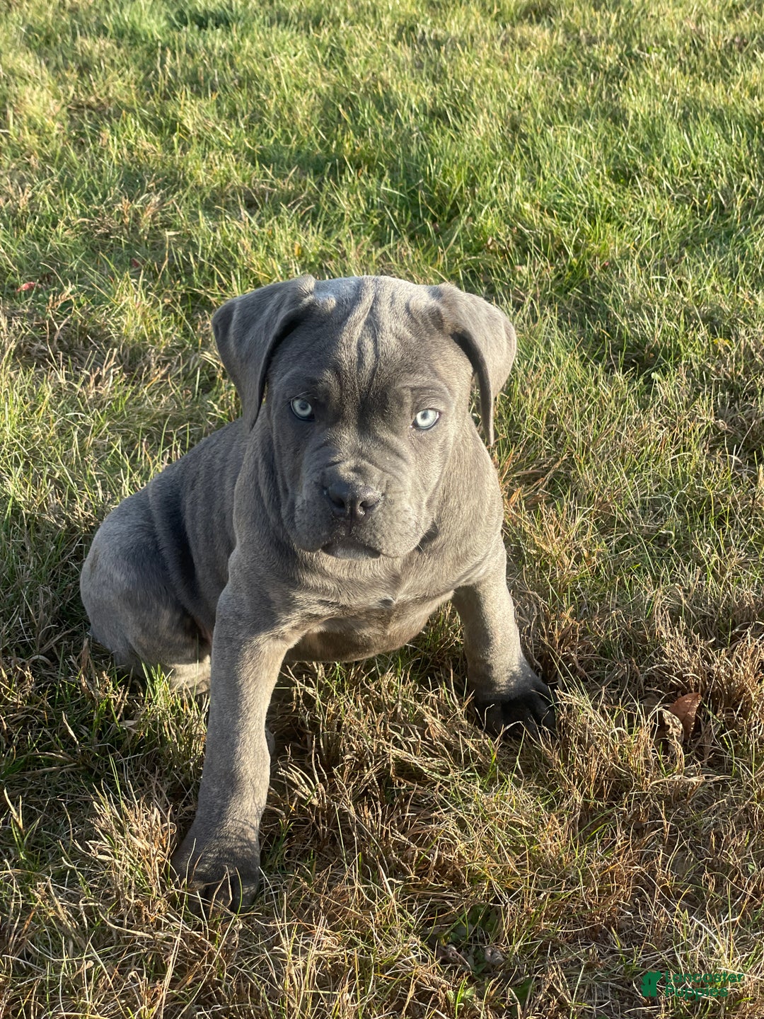 Cane Corso dogs for sale: Rosy Cane Corso Puppy 4  - Ad 1