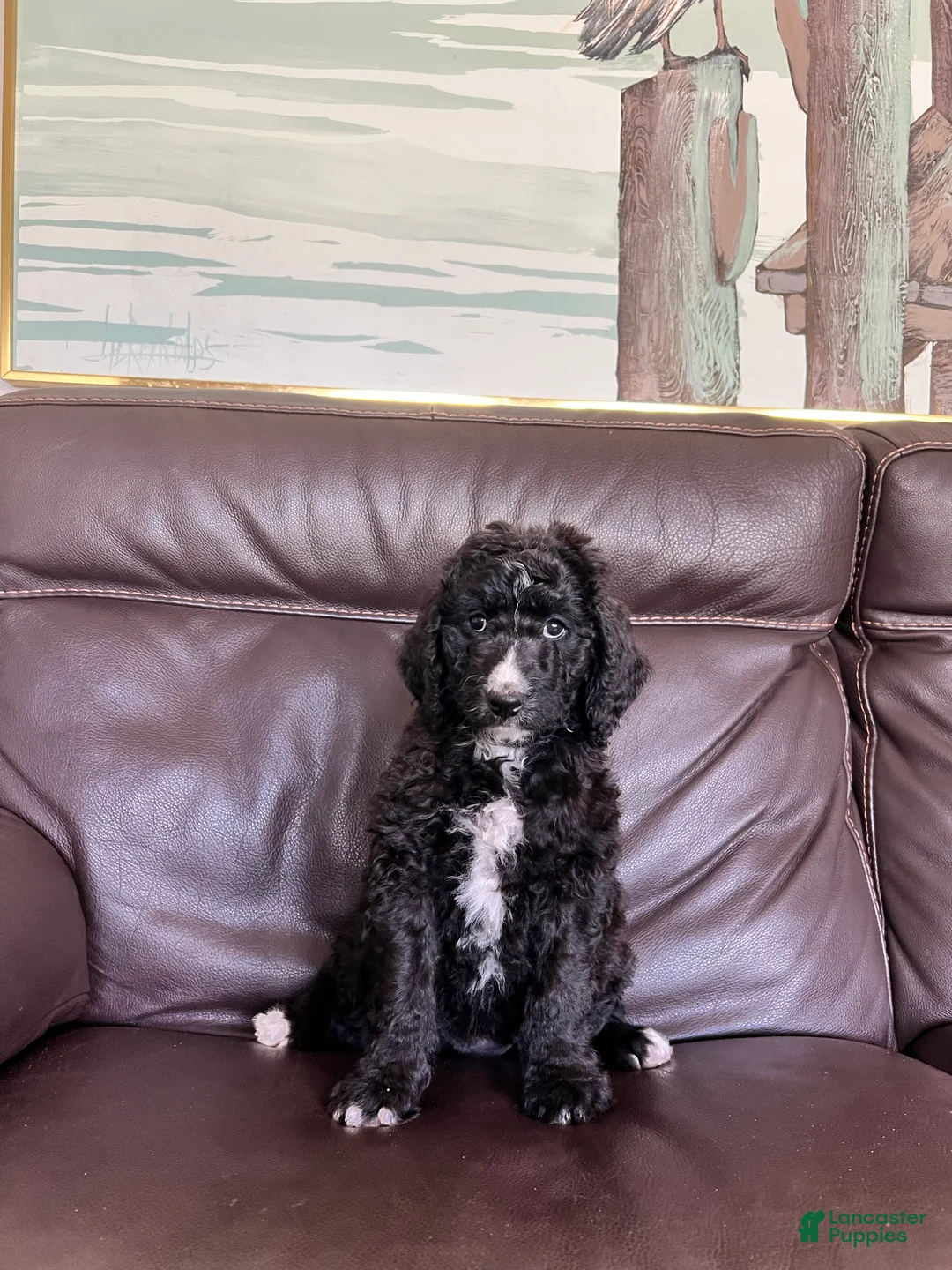 Mixed Breed dogs for sale: Starla - Ad 1