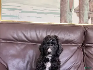 Mixed Breed dogs for sale: Starla - Ad 1