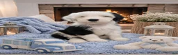 Sheepadoodle dogs for sale: Jax💙SheepaDoodle - Ad 2