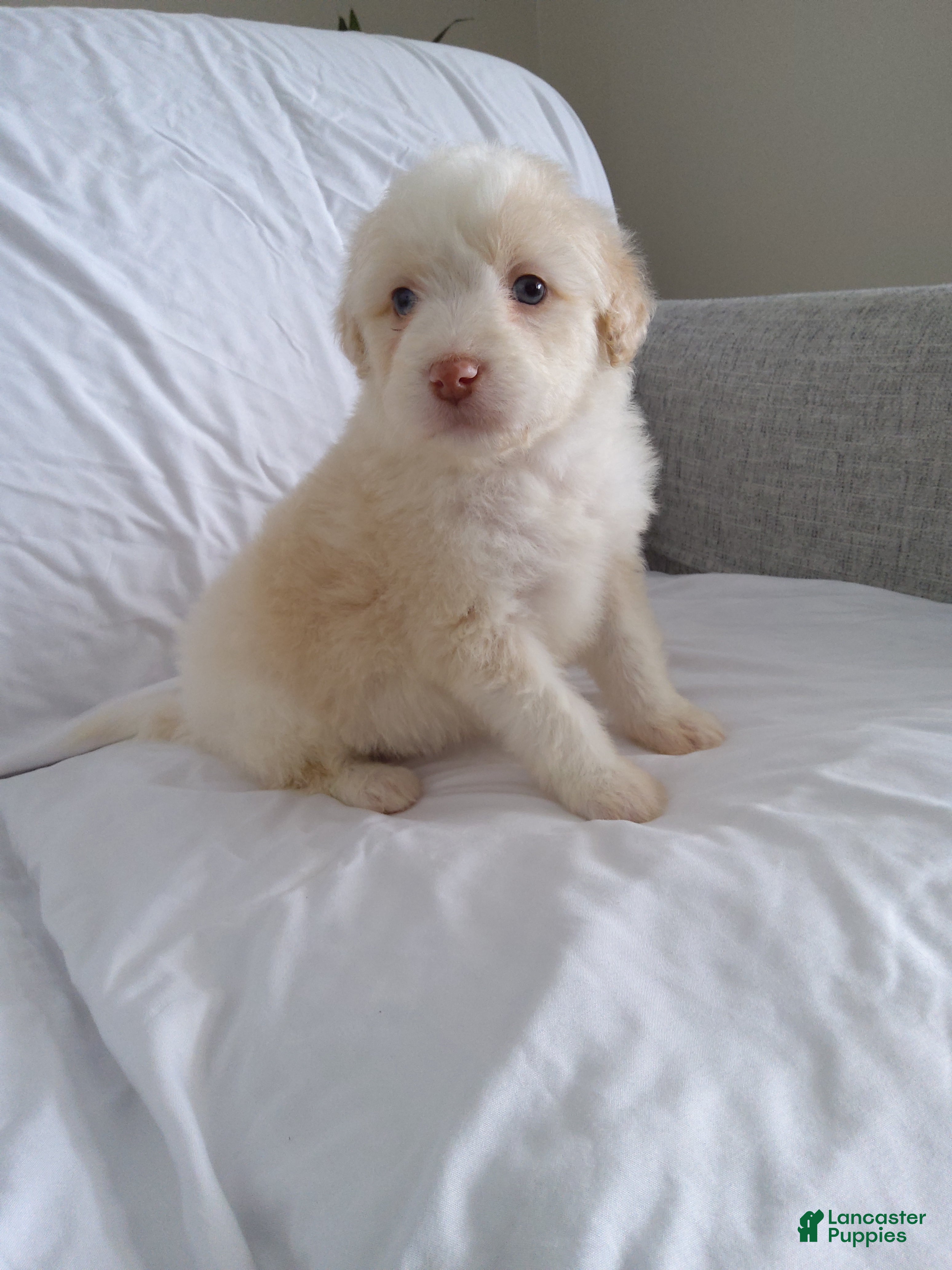 Aussiedoodle dogs Diego - Ad 13