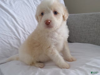 Aussiedoodle dogs Diego - Ad 11