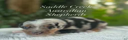 Australian Shepherd dogs for sale: Australian Shepherd 1 - Ad 4