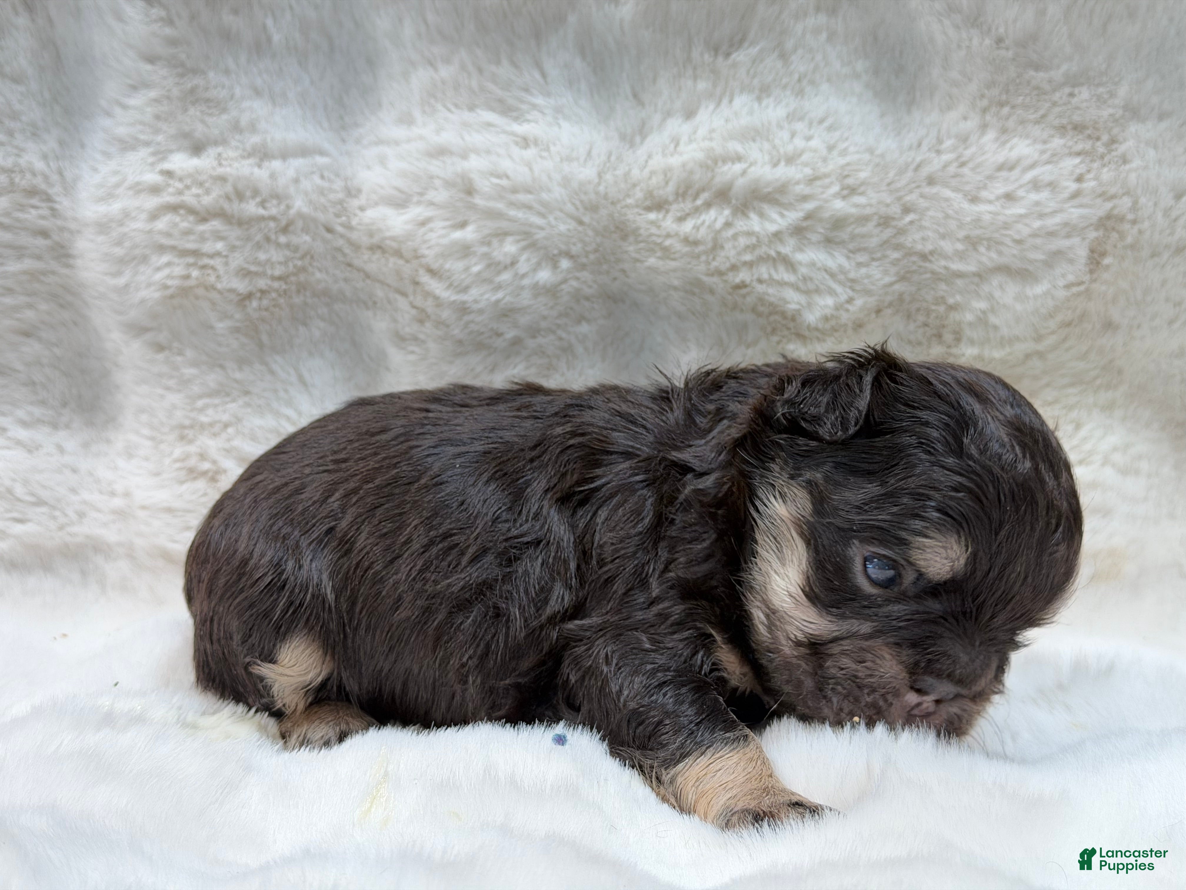 French Bulldog dogs French Bulldog 2 - Ad 2