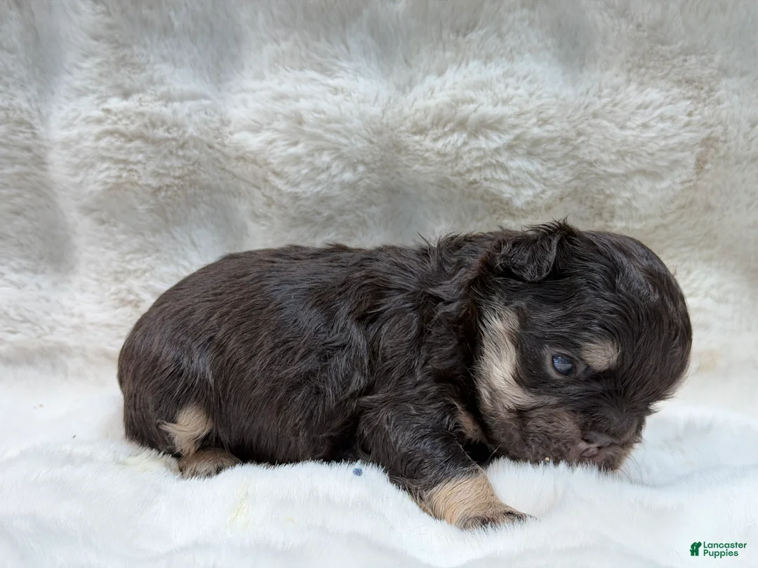 French Bulldog dogs for sale: French Bulldog 2 - Ad 2