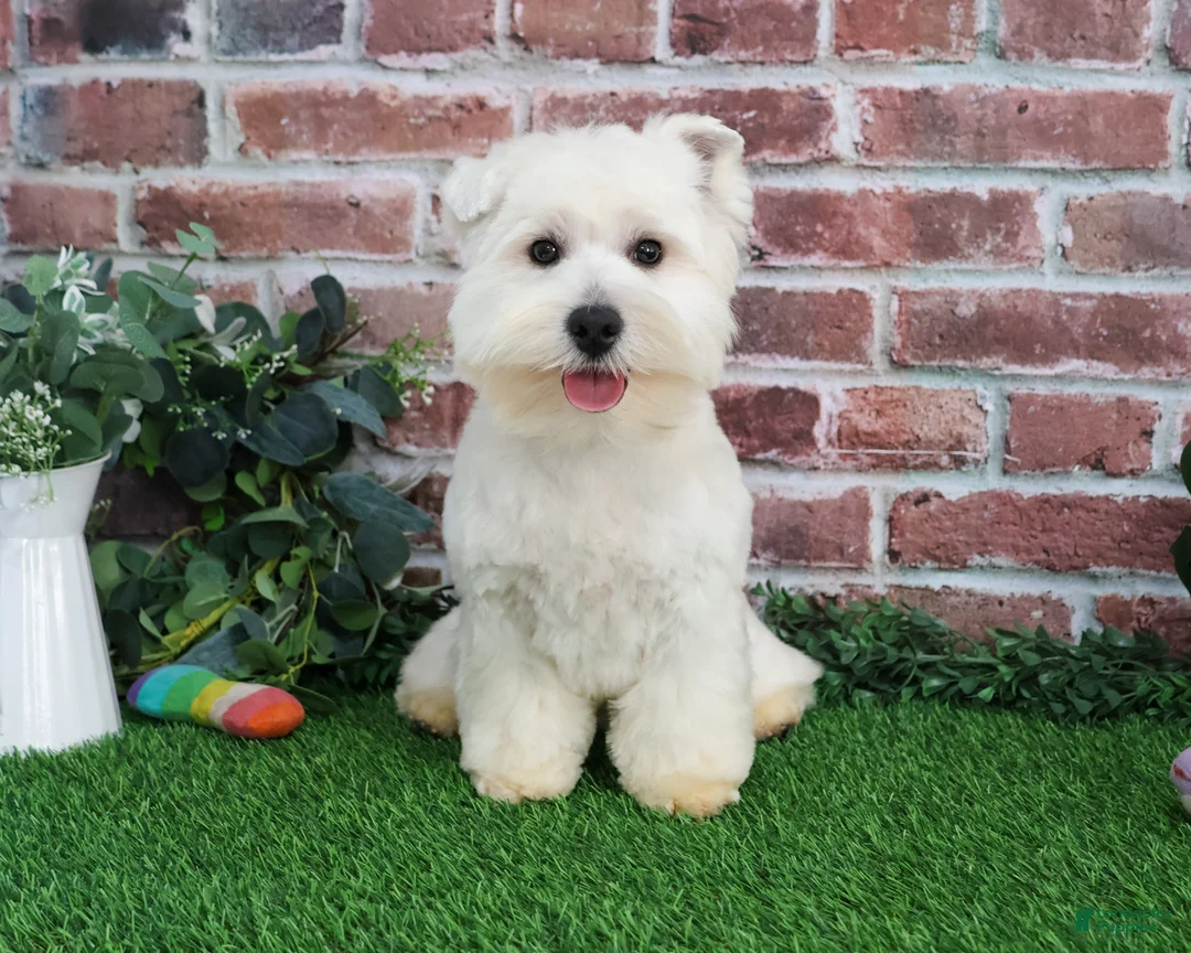 West Highland Terrier dogs for sale: Wren - Ad 2