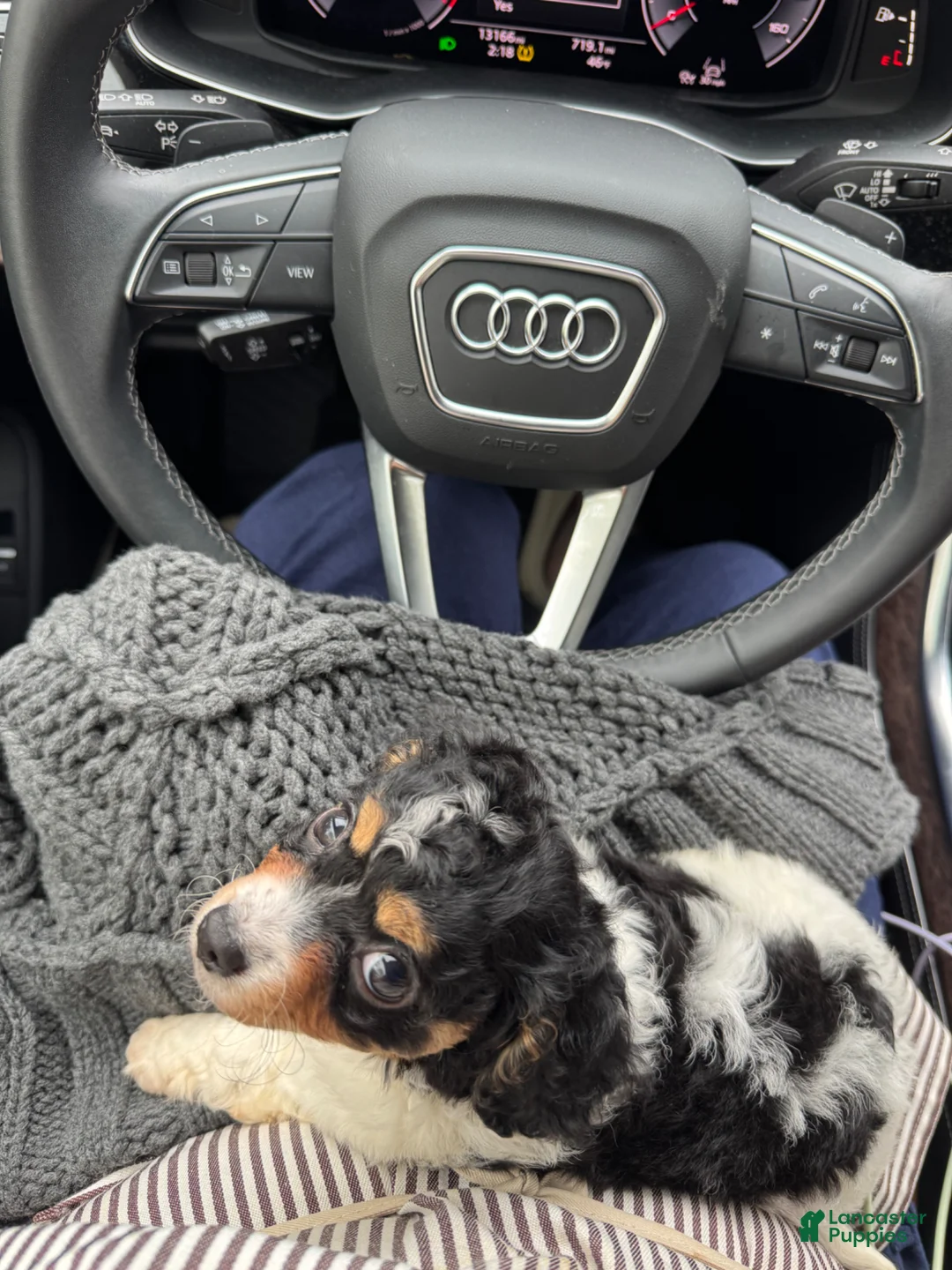 Cavapoo dogs for sale: Piper - Ad 2